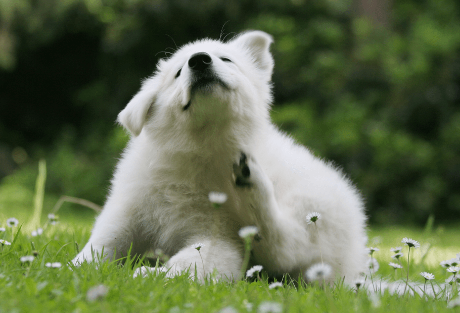 Pet Services Near Me 07981 Whippany Veterinary Hospital